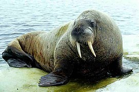 Odobenus rosmarus (Odobenidae)