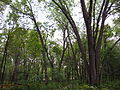 Natural forest, Oxbow NWR, Massachusetts