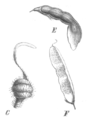 Aeschynomeneae pods