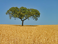 Alentejo oak on wheat field.jpg