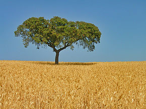 Peisajul rural din Alentejo