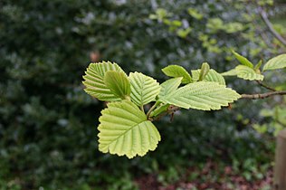 Alnus hirsuta leaves