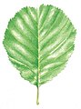 Alnus glutinosa leaf illustration