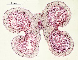 5. ユリ属（ユリ科）の葯の横断面: 葯隔を挟んで2個の半葯からなり、各半葯には2個の花粉嚢（星印）が含まれる。