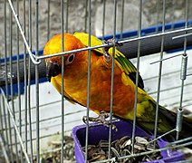 Pájaro en una jaula