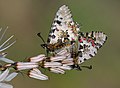 23 Butterfly Eastern Festoon - Allancastria cerisyi uploaded by Zcebeci, nominated by Tomer T