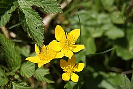 Caltha palustris 0516-2.JPG