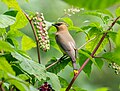 Image 42Cedar waxwing in pokeweed in Prospect Park