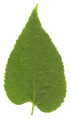 C. occidentalisの葉