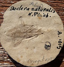 Daclera naturalis par N. THEOBALD Holotype A1015