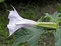 D. stramonium var. tatula, flower (lado)