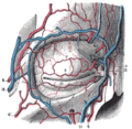 Bloodvessels of the eyelids seen from the front