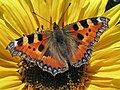 en:Aglais, en:List_of_Iberian_butterflies