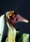 Masdevallia aphanes