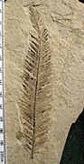 Metasequoia branchlet del Eoceno