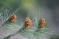 Male cones