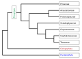 Image 3Phylogeny of the Pinophyta based on cladistic analysis of molecular data. (from Conifer)