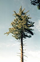 Tree, California