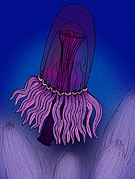 Qingjiang medusa.jpg