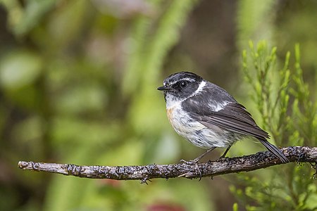 Réunion stonechat, by Charlesjsharp