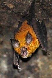 A horseshoe bat