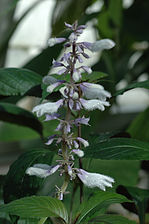 Profetsalvia Salvia divinorum