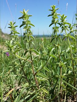 Vuoriraudakki (Sideritis montana)