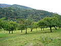 Streuobstwiese am Stift Neuburg in Heidelberg