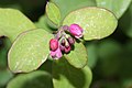 Symphoricarpos albus