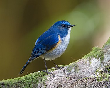 Himalayan bluetail, by JJ Harrison