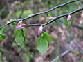 Vaccinium parvifolium