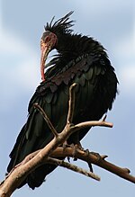 Thumbnail for Northern bald ibis