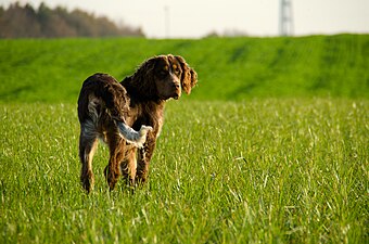 Gibbs des Chaumes de Thiérache, 6 kuukautta vanha picardienspanieli.