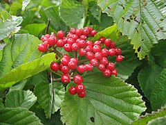 ガマズミ1006 Viburnum dilatatum.JPG