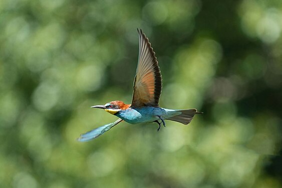 Wild European bee-eater in flight at Pfyn-Finges Photograph: User:Giles Laurent