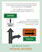 18 thalamus knowing-neurons1.jpg