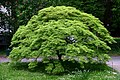 Acer palmatum, Botanical Garden of Münster, Germany