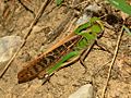 Locusta migratoria cinerascens, аналық дарасы