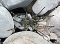 Flussuferwolfsspinne / Wolf spider