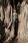 Audrey and banyan roots (F. benghalensis) New Farm Park, Brisbane IMGP3979.jpg