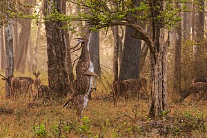 #9–10: Chital (Axis axis) stag attempting to browse on a misty morning in Nagarhole National Park. – Attribution: Yathin S Krishnappa (License: CC BY-SA 3.0)