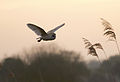 T. a. alba, South Acre, Norfolk, UK