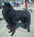 Belgian Shepherd Dog (Groenendael)