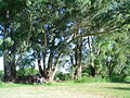 Eucalyptus grandis. Province of بیونس آئرس, ارجنٹائن.