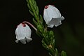 Cassiope mertensiana