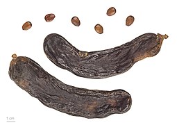 C. siliqua, seeds and dry pods