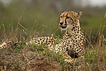 Thumbnail for Cheetah