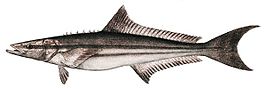 Cobia's