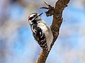 Image 93Downy woodpecker foraging in Green-Wood Cemetery