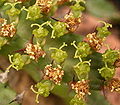 États de floraison des Euphorbia stellata dans des cymes simples. Les cyathes centraux sont des cyathes mâles et les latéraux des femelles.